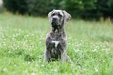 CANE CORSO 1002